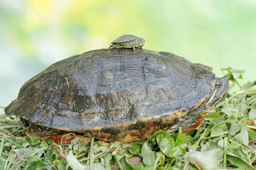 An adult red-eared slider tortoise sunbathes while guarding its baby. This reptile has the scientific name Trachemys scripta elegans.