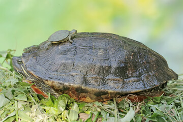 An adult red-eared slider tortoise sunbathes while guarding its baby. This reptile has the scientific name Trachemys scripta elegans.