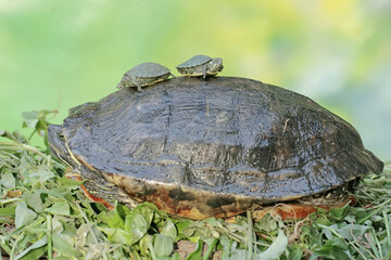 An adult red-eared slider tortoise sunbathes while guarding her two babies. This reptile has the...