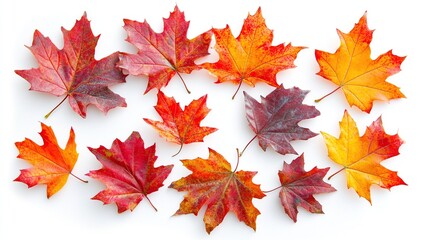 Fall Foliage: Red, Orange and Yellow Maple Leaves on White Background