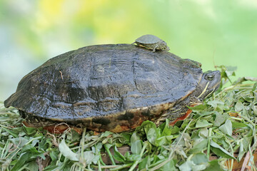 An adult red-eared slider tortoise sunbathes while guarding its baby. This reptile has the...