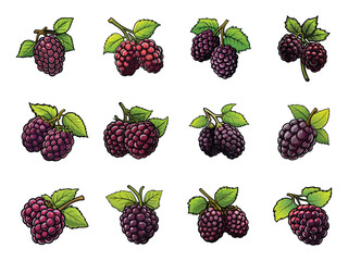 Blackberry clipart design illustration