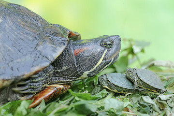 An adult red-eared slider tortoise sunbathes while guarding her two babies. This reptile has the...