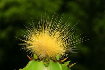 Yellow caterpillar on a cactus, close-up, macro