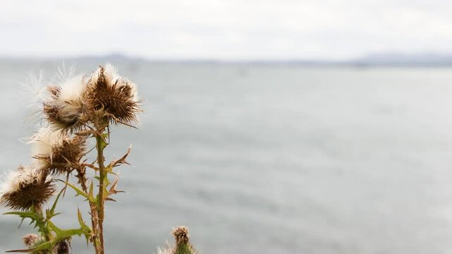Bull Thistle by the Sea