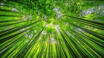A dense bamboo forest with tall, slender stalks reaching towards the sky. The leaves create a dappled pattern of light and shadow on the forest floor. The green hues are rich and vibrant, with a