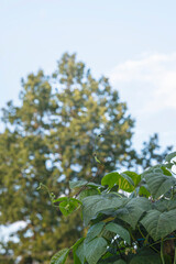 Ivy leaves are green against the blue sky