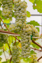 Close-up of green grape bunches on the vine with blurred leaves in the background