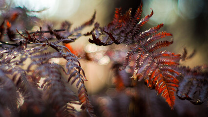 Vue rapprochée de fougères mortes, en automne, dans la forêt des Landes de Gascogne