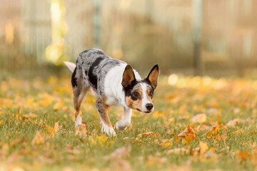 A tricolor dog walking on grass covered with fallen yellow leaves. Border collie dog. Fall season