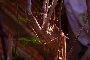 close up of broken and dry moringa tree