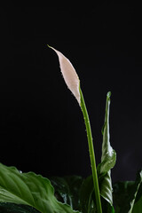 Obraz premium Peace Lily or Spathiphyllum flower on black background. Water drops. House plant care. Shallow depth of field.