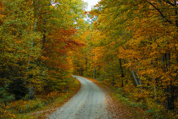 Forest Road in Autumn in New England. Dirt Path Leads Through Fall Foliage in Remote Location. Vermont, USA Autumn