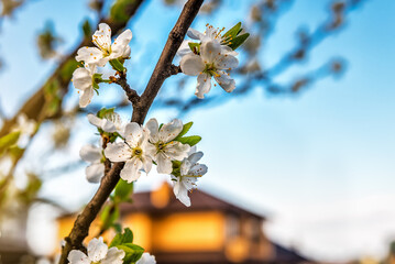 Beautiful white cherry blossom at sunset