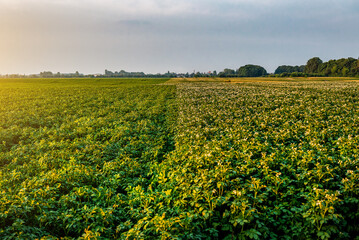 Blooming organic potato on the field at sunset