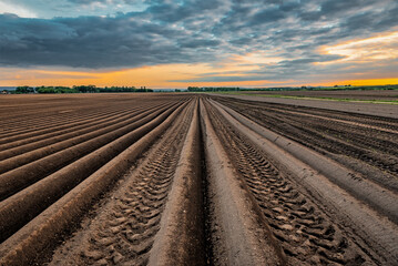 Furrows agricultural rows and tractor track print on the field at sunset