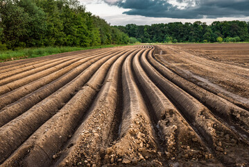 Furrows row pattern in a plowed field prepared for planting