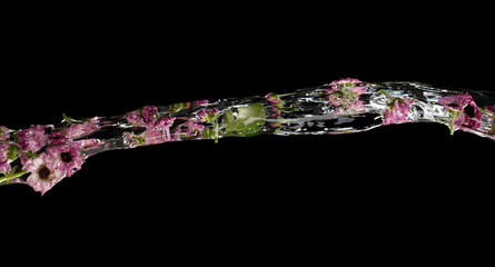 Pouring purple violet flower over water splash. Flowing water with purple violet flower over black background isolated