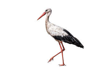 Portrait of walking stork isolated on white background