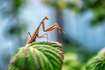 Portrait of brown praying mantis (Mantis religiosa) on the leaf