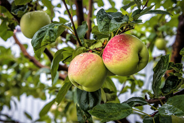 Ripe organic apples after rain in orchard