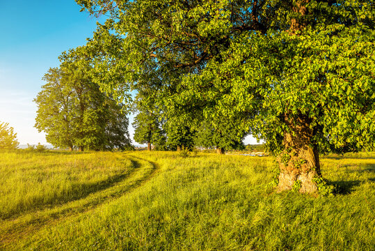 Rural road in lush green grass, Beautiful linden trees - Powered by Adobe