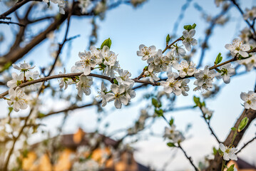 White cherry flower blossom in the orchard at sunset