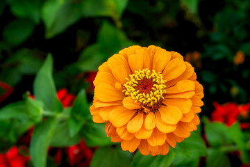 Orange pot marigold flower also known as calendula officinalis