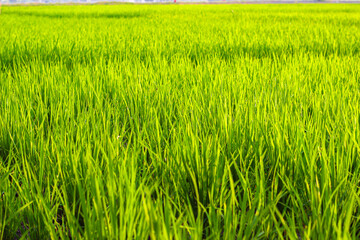 Young rice plants stand tall and healthy, creating a carpet of dense, uniform green foliage