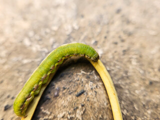 Green caterpillar on the ground. Caterpillars are the larval stage of members of the order...