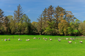 A flock of sheep in the green meadows of Ireland
