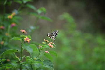 butterfly sitting on a flower