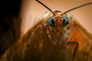 Moth, Close up of a moth on a plant in the rainforest. Night butterfly 