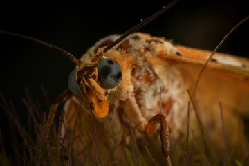 Moth, Close up of a moth on a plant in the rainforest. Night butterfly 