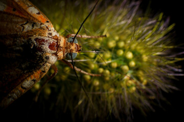 Moth, Close up of a moth on a plant in the rainforest. Night butterfly 