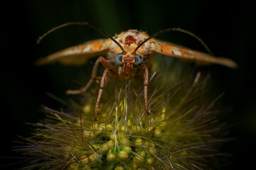 Fototapeta premium Moth, Close up of a moth on a plant in the rainforest. Night butterfly 