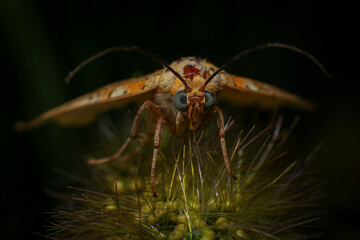 Moth, Close up of a moth on a plant in the rainforest. Night butterfly 