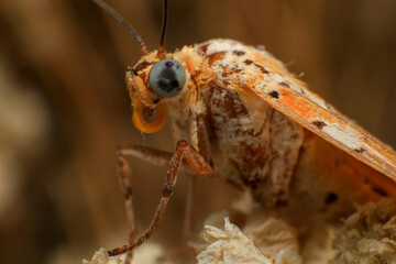 Moth, Close up of a moth on a plant in the rainforest. Night butterfly 