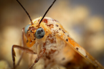 Moth, Close up of a moth on a plant in the rainforest. Night butterfly 