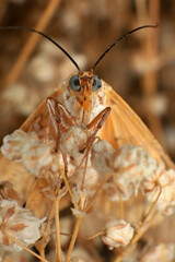 Moth, Close up of a moth on a plant in the rainforest. Night butterfly 