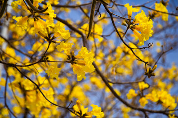 Obraz premium Alguns galhos floridos de ipê amarelo florido. Fundo florido.