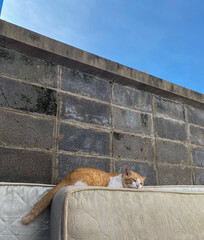 cat on the wall © Paweena