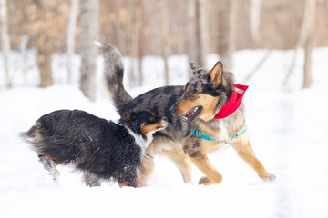 Portrait of a young german shepherd and a border collie running together in a field of snow.