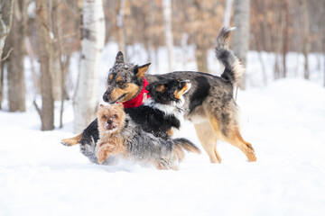 Group of different sized dogs running in a field of snow.