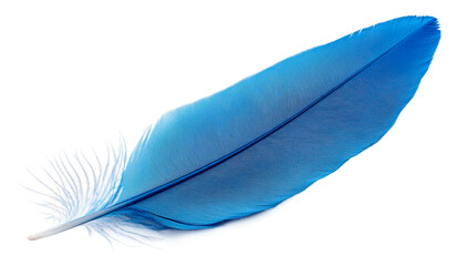 Vibrant blue feather resting isolated on transparent background