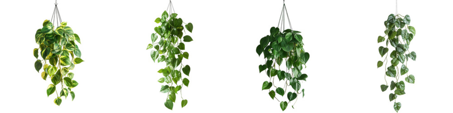 Set of a hanging plant, leaves of the Philodendron  pathos family, isolated on a transparent background.