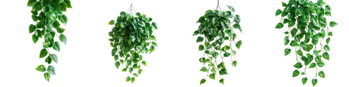 Set of a hanging plant, leaves of the Philodendron  pathos family, isolated on a transparent background.
