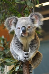 Naklejka premium Adorable koala clinging to a tree branch, surrounded by eucalyptus leaves, fluffy ears and distinctive nose in a natural setting