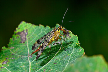Gemeine Skorpionsfliege - Weibchen // common scorpionfly - female (Panorpa communis)