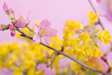 菜の花をバックに富士桜の花のアップ